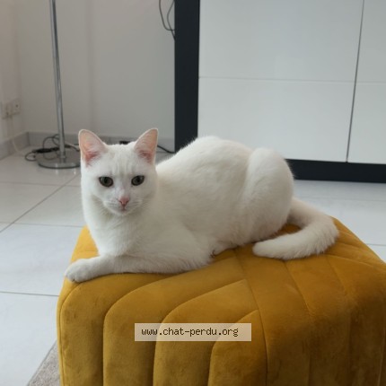 Photo de chat perdu à Sainte Genevieve Des Bois