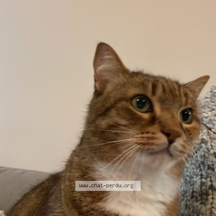 Photo de chat perdu à Levis Saint Nom