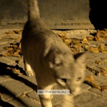 Photo de chat trouvé à Chatou