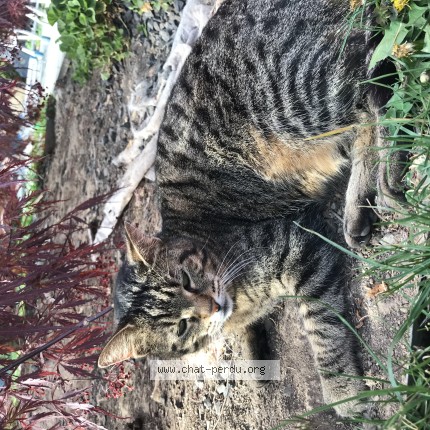 Photo de chat perdu à Duttlenheim