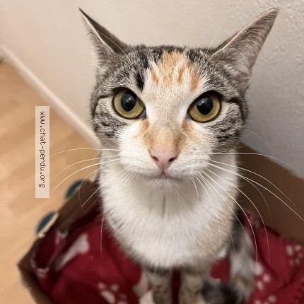 Photo de chat perdu à Bonnieres Sur Seine