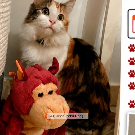 Photo 1/1 chanel Chat perdu à Saint Etienne