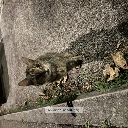 Photo de chat trouvé à Rosieres Pres Troyes