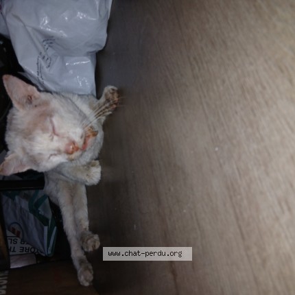 Photo de chat trouvé à Lyon