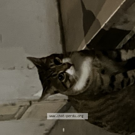 Photo 1/1 Chat trouvé Trouvé à Paris