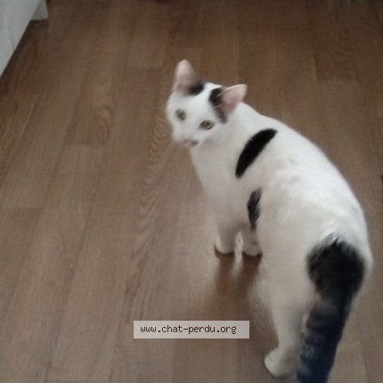 Photo de chat perdu à Herouville St Clair