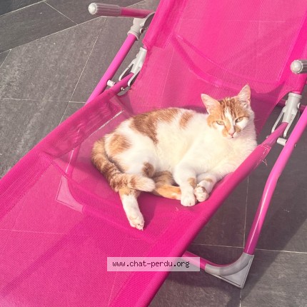 Photo de chat perdu à Saint Nicolas Lez Arras