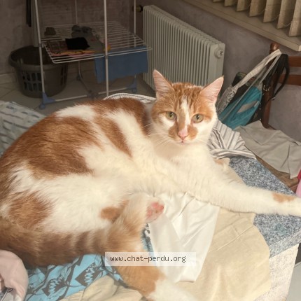 Photo 5/5 Sora Chat perdu à Saint Nicolas Lez Arras
