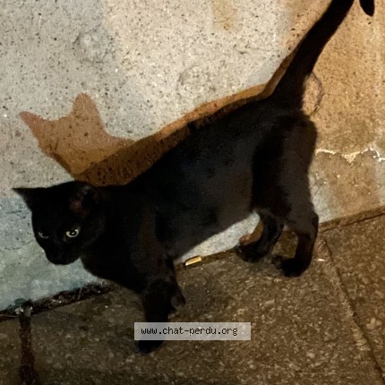 Photo 1/1 Chat trouvé Trouvé à Nancy