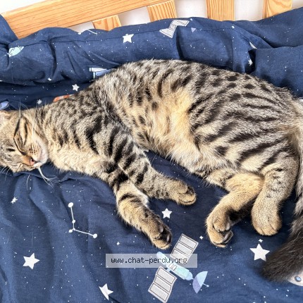 Photo de chat perdu à Montoir De Bretagne