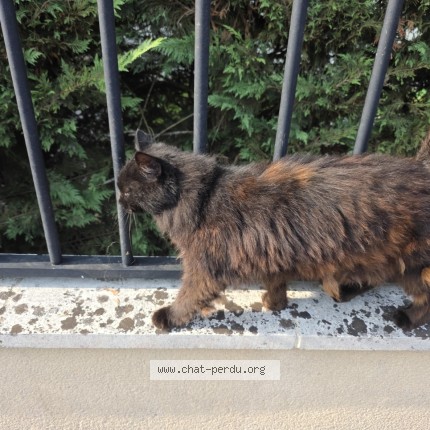 Photo de chat trouvé à Merignac