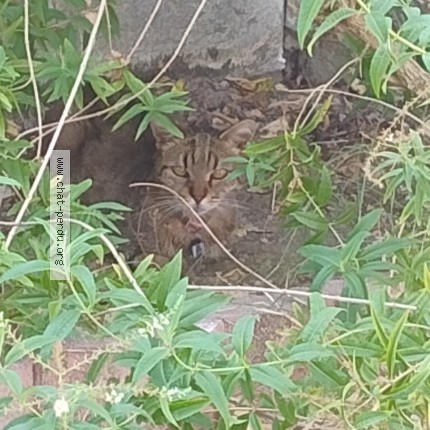 Photo 1/1 Chat trouvé Trouvé à Lunel