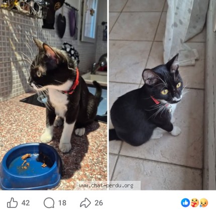 Photo 1/1 Oreo Chat perdu à Antibes