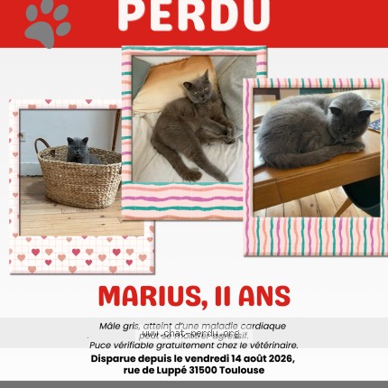 Photo 1/1 Marius Chat perdu à Toulouse