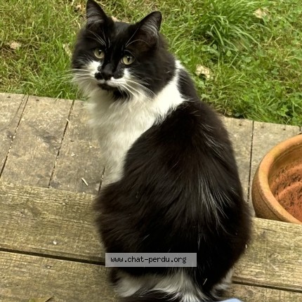 Photo de chat perdu à Quimperle