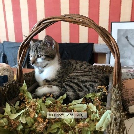 Photo 1/1 Chat retrouvé Perdu à Vigneux Sur Seine