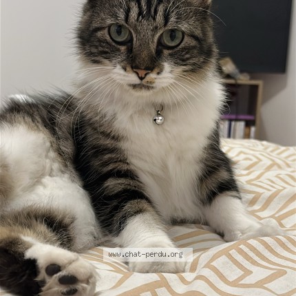 Photo 1/1 Athéna Chat perdu à Fra 33 Bordeaux