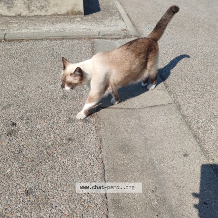 Photo de chat trouvé à Saint Andre