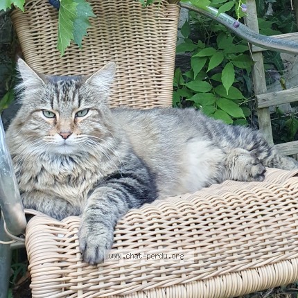 Photo 1/1 MARIO Chat perdu à Guipry Messac