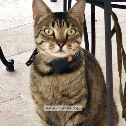 Photo de chat perdu à Bouhans Et Feurg