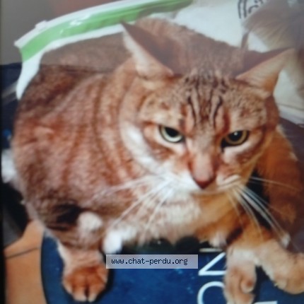 Photo 1/1 Câlin Chat perdu à Toulouse