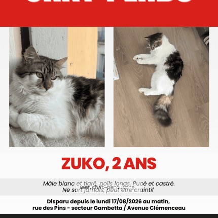 Photo de chat perdu à Montpellier