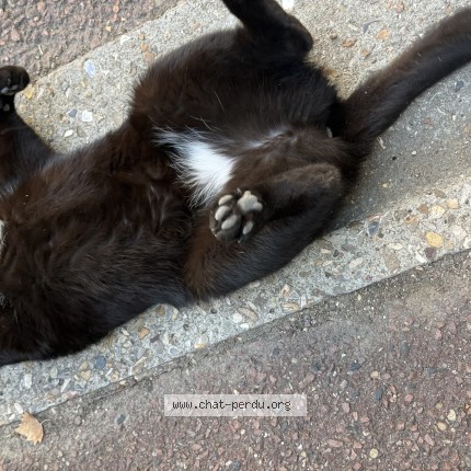 Photo 1/1 Chat trouvé Trouvé à Paris