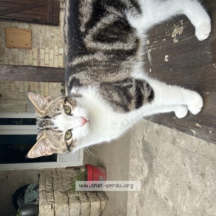 Photo 1/1 chamallow Chat perdu à Bonnevent Velloreille
