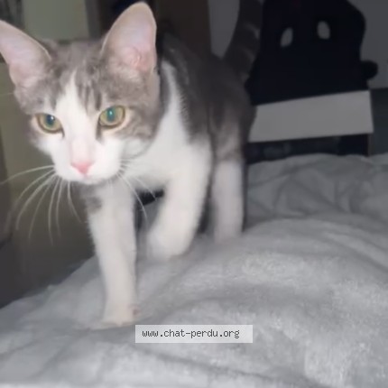 Photo de chat perdu à Marseille