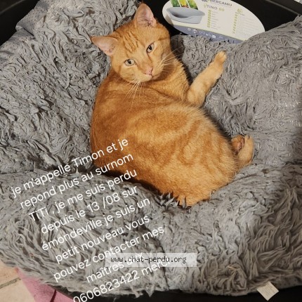 Photo 1/1 Timon Chat perdu à Emondeville