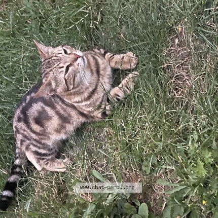 Photo 1/1 Chat trouvé Trouvé à Montigny Les Metz