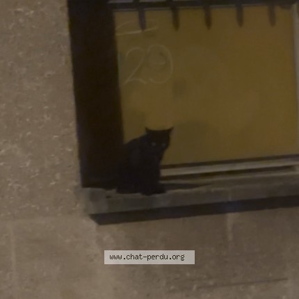 Photo de chat trouvé à Montelimar