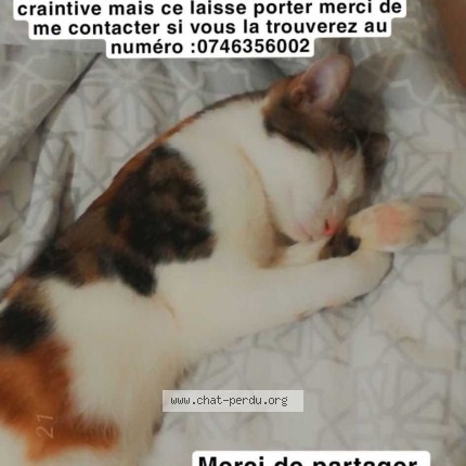 Photo 1/1 hinata Chat perdu à Espaly Saint Marcel