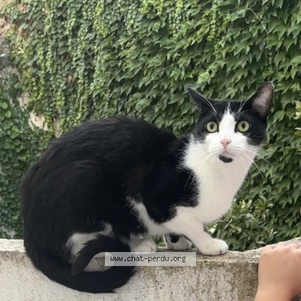 Photo 1/2 oréo Chat perdu à Montelimar