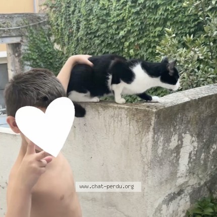 Photo 2/2 or&eacute;o Chat perdu à Montelimar