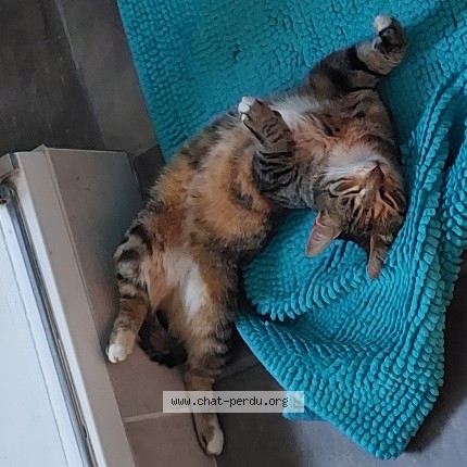 Photo 1/1 Zouk Chat perdu à Ozillac