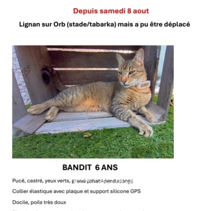 Photo 1/1 bandit Chat perdu à Lignan Sur Orb