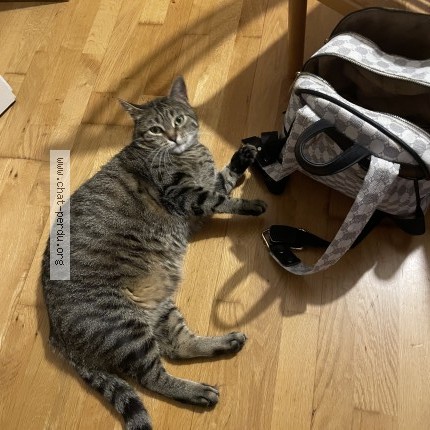 Photo de chat perdu à Rambouillet