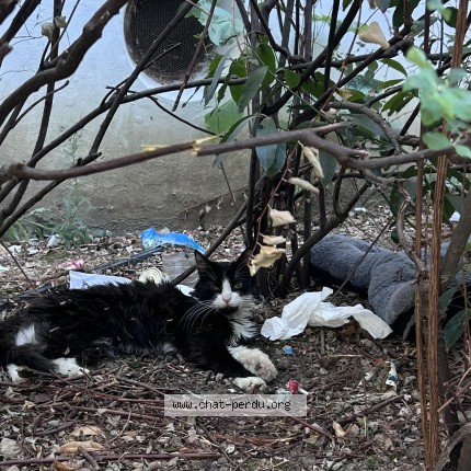 Photo de chat trouvé à Le Blanc Mesnil