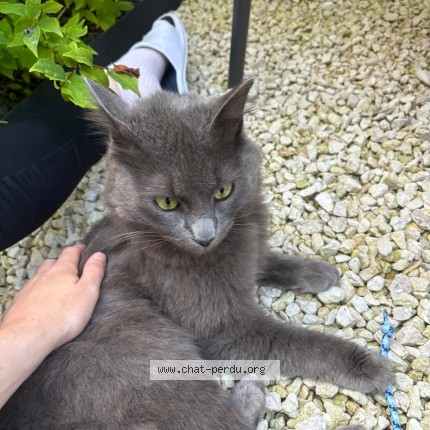 Photo de chat perdu à Saulx Les Chartreux