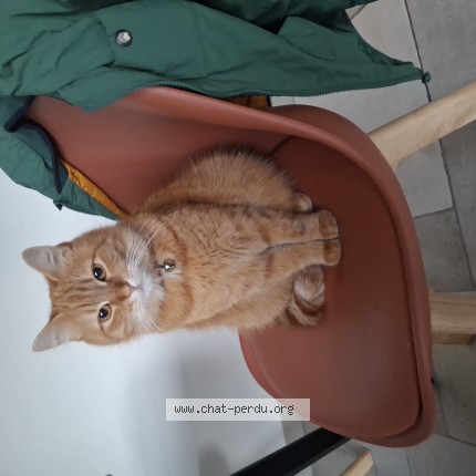 Photo de chat perdu à Bouffemont
