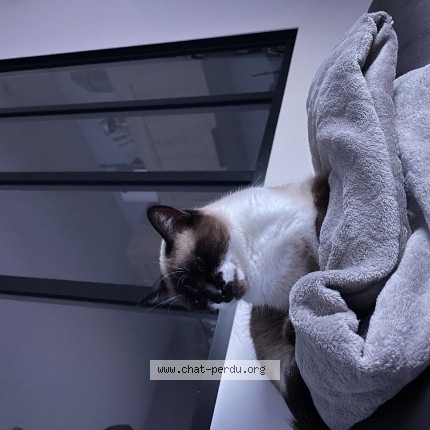 Photo 1/1 uzy Chat perdu à Joue Les Tours