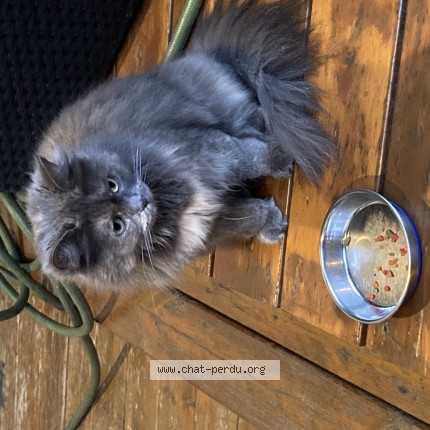 Photo 1/1 Chat trouvé Trouvé à Montreal