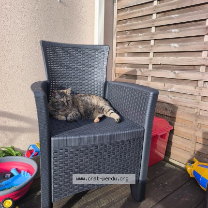 Photo de chat perdu à Saint Sebastien Sur Loire