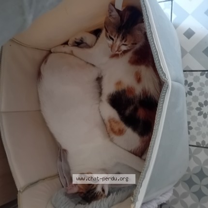 Photo de chat perdu à Sevran