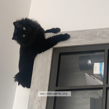 Photo de chat perdu à Dammartin En Goele