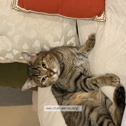 Photo de chat perdu à Sceaux