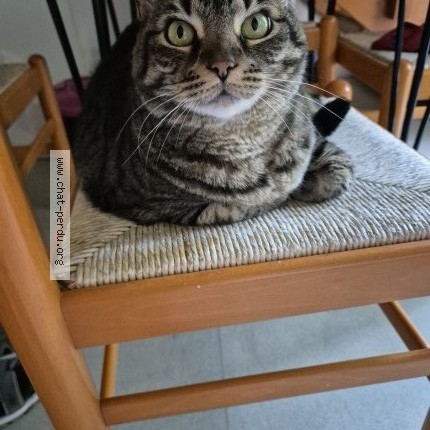 Photo de chat perdu à Campagne
