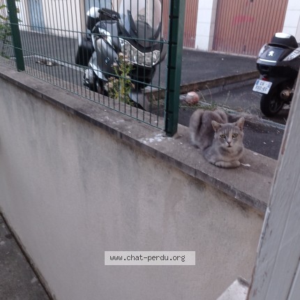 Photo de chat trouvé à Limeil Brevannes