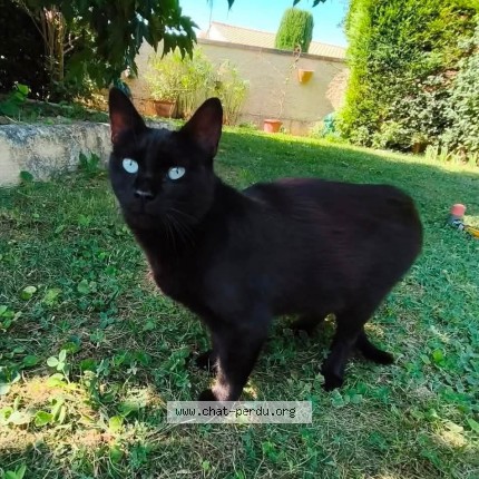 Photo de chat trouvé à Donzere